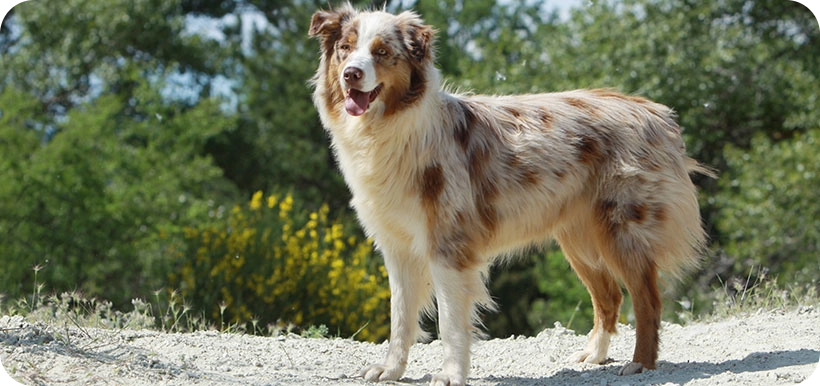 Chien joyeux dans la nature au lodge du lagon Gard