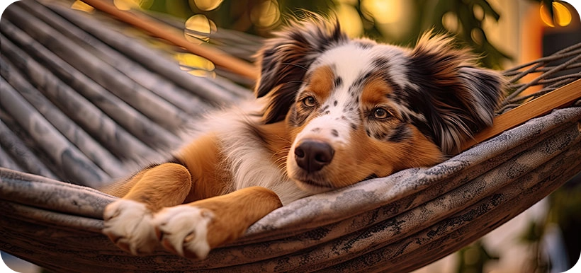 Chien Heureux les lodges du lagon Gard