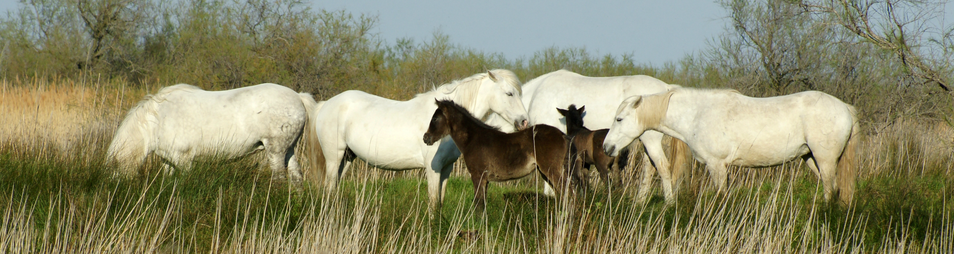 Discover the Camargue Park during your stay at the Les Lodges du Lagon campsite in Calvisson