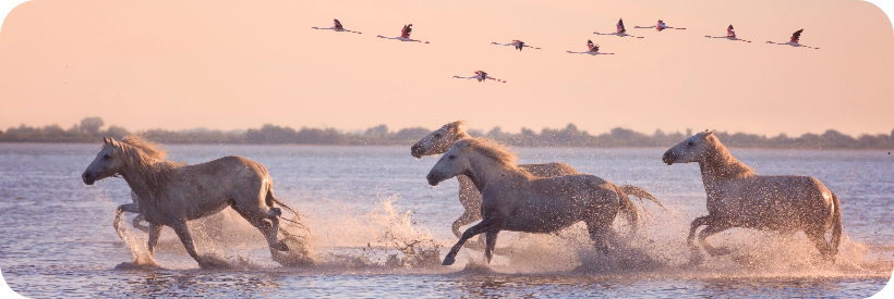 Admirez les chevaux de Camargue, évoluant dans un environnement protégé