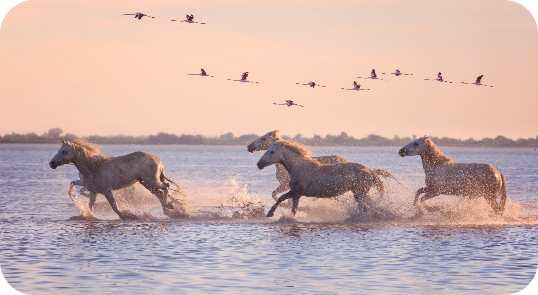 The Camargue, its horses and pink flamingos