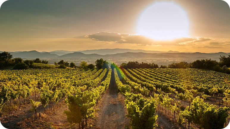 Les vignobles autour de Calvisson